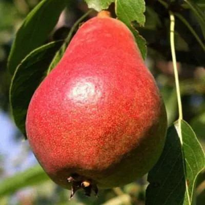 Груша НАРЯДНАЯ ЕФИМОВА в Краснодаре