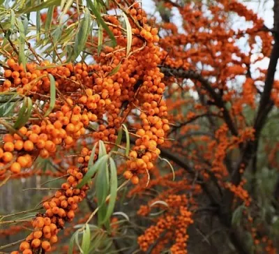 Облепиха СЕРАФИМА в Краснодаре