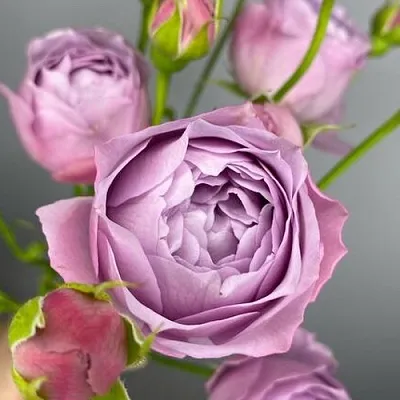 Саженцы роз ЛАВЕНДЕР БАБЛС спрей  Саженцы роз ЛАВЕНДЕР БАБЛС спрей в Краснодаре