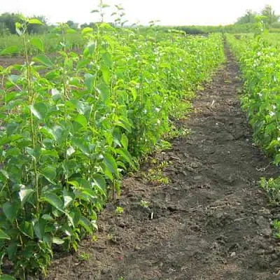 Подвой черешни ДИКАЯ ЧЕРЕШНЯ в Краснодаре