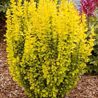 Барбарис ГОЛДЕН ТОРЧ тунберга в Краснодаре