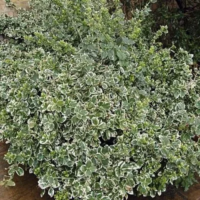 Бересклет ЭМЕРАЛЬД ГАИТИ форчуна  Бересклет ЭМЕРАЛЬД ГАИТИ форчуна в Краснодаре