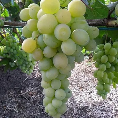 Виноград ФРУМОАСА АЛБЭ  Виноград ФРУМОАСА АЛБЭ в Краснодаре