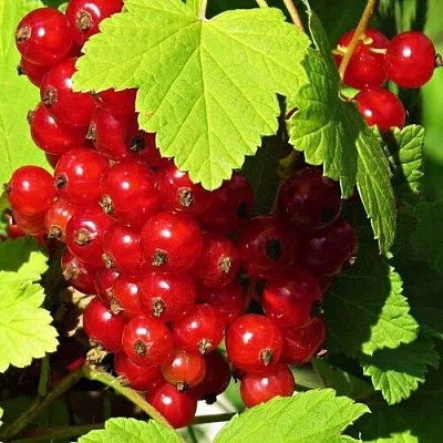 Смородина красная ГАЗЕЛЬ  Смородина красная ГАЗЕЛЬ в Краснодаре