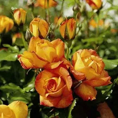 Саженцы роз САХАРА плетистая  Саженцы роз САХАРА плетистая в Краснодаре