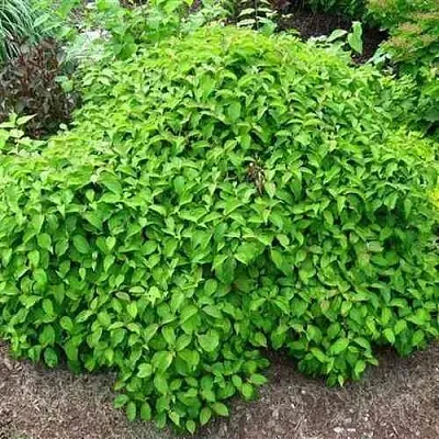 Дерен КЕЛСЕИ шелковистый   Дерен КЕЛСЕИ шелковистый  в Краснодаре