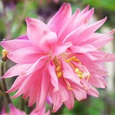 Аквилегия БАРЛОУ ПИНК гибрид МакКаны — описание сорта Аквилегия БАРЛОУ ПИНК гибрид МакКаны в Краснодаре