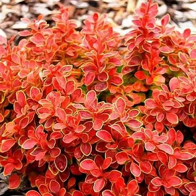 Барбарис КОРАЛ тунберга в Краснодаре