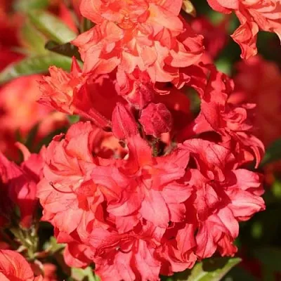 Азалия ФОЙЕРКОПФЕН крупноцветковая  Азалия ФОЙЕРКОПФЕН крупноцветковая в Краснодаре