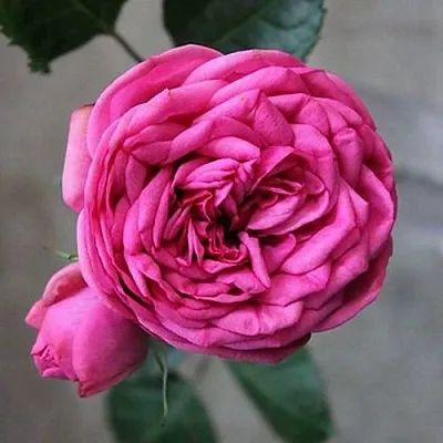 Саженцы роз ПИНК ПИАНО чайно-гибридная в Краснодаре