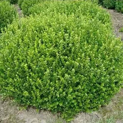 Самшит ФОЛКНЕР  Самшит ФОЛКНЕР в Краснодаре