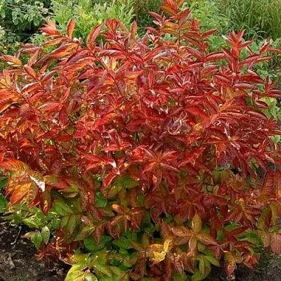 Вейгела ОГНЕННЫЕ КРЫЛЬЯ  Вейгела ОГНЕННЫЕ КРЫЛЬЯ в Краснодаре