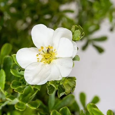 Лапчатка СНОУБЕРД кустарниковая  Лапчатка СНОУБЕРД кустарниковая в Краснодаре