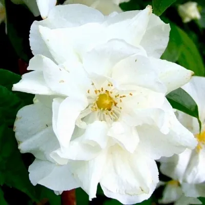 Жасмин РОЗАЦЕ  Жасмин РОЗАЦЕ в Краснодаре