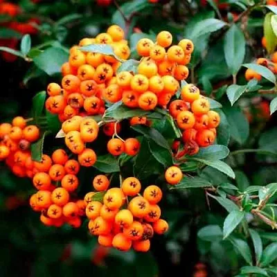 Пираканта ОРАНЖ ГЛОУ  Пираканта ОРАНЖ ГЛОУ в Краснодаре