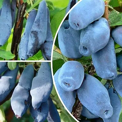 Комплект СИЯНИЕ ГЛАЗ в Краснодаре