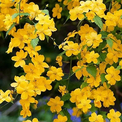 Керрия в Краснодаре