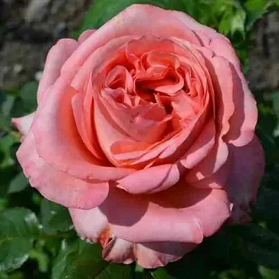 Саженцы роз ЛОНДОН АЙ чайно-гибридная в Краснодаре