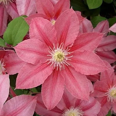 Клематис ЛИТЛ МЕРМЕЙД  Клематис ЛИТЛ МЕРМЕЙД в Краснодаре