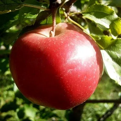 Яблоня НАСТЕНЬКА  Яблоня НАСТЕНЬКА в Краснодаре