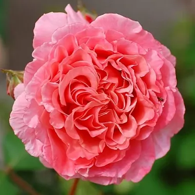 Саженцы роз ЛОРАН КАБРОЛЬ шраб  Саженцы роз ЛОРАН КАБРОЛЬ шраб в Краснодаре