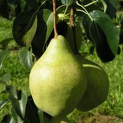 Груша МИНСКАЯ колонновидная  Груша МИНСКАЯ колонновидная в Краснодаре