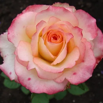 Саженцы роз ДУЭТ чайно-гибридная в Краснодаре