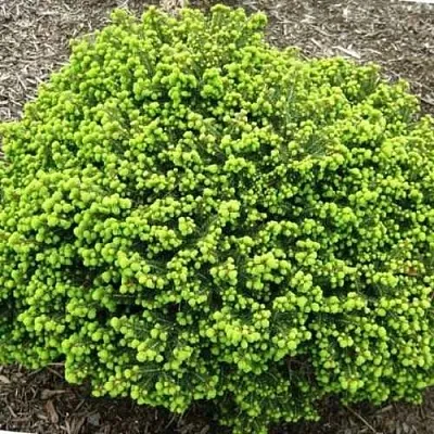 Ель ЛИТЛ ДЖЕМ обыкновенная в Краснодаре