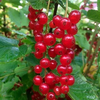 Смородина красная КОНСТАНТИНОВСКАЯ  Смородина красная КОНСТАНТИНОВСКАЯ в Краснодаре