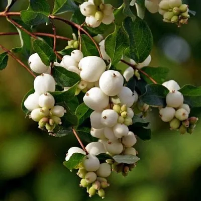 Снежноягодник в Краснодаре