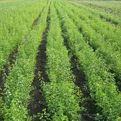 Подвой сливы ДИКАЯ АЛЫЧА в Краснодаре