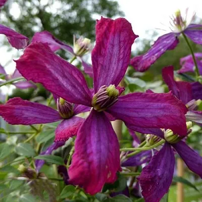 Клематис СВИТ САММЕР ЛАВ  Клематис СВИТ САММЕР ЛАВ в Краснодаре
