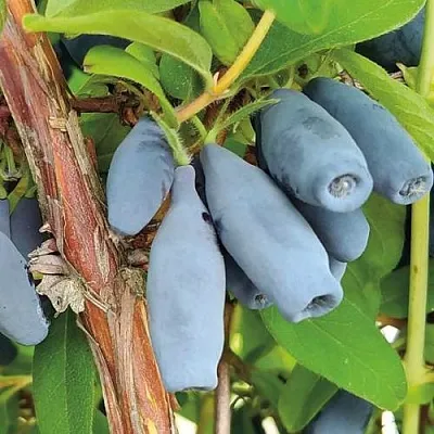 Жимолость съедобная ВОСТОРГ  Жимолость съедобная ВОСТОРГ в Краснодаре