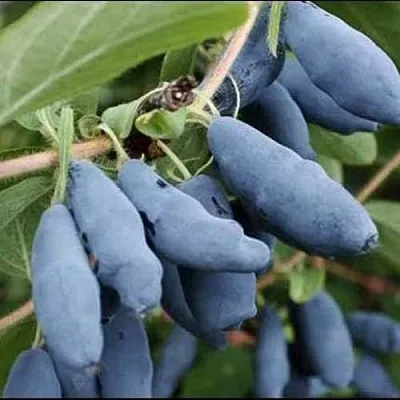 Жимолость съедобная СИНИЙ ШАРИК  Жимолость съедобная СИНИЙ ШАРИК в Краснодаре