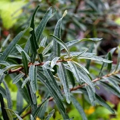 Облепиха АДАМ (МУЖСКАЯ) в Краснодаре