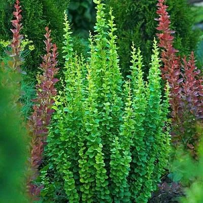 Барбарис ЭРЕКТА тунберга  Барбарис ЭРЕКТА тунберга в Краснодаре