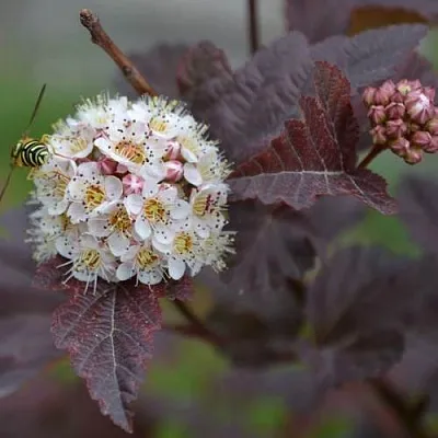 Пузыреплодник в Краснодаре