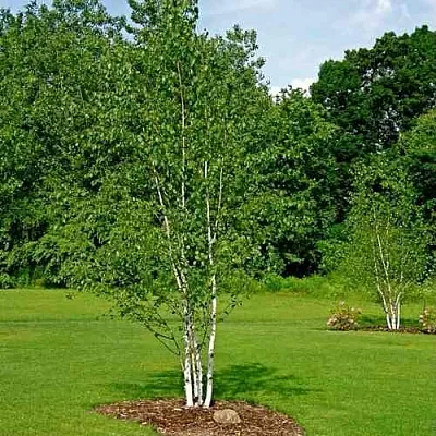 Береза бумажная  Береза бумажная в Краснодаре