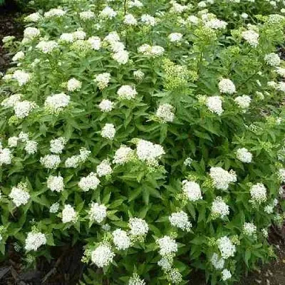 Спирея АЛЬБИФЛОРА японская  Спирея АЛЬБИФЛОРА японская в Краснодаре