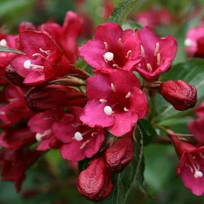 Вейгела ЕВА РАТКЕ  Вейгела ЕВА РАТКЕ в Краснодаре