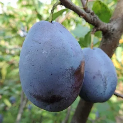 Слива АМЕРС в Краснодаре