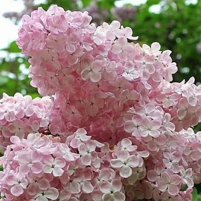 Сирень ВЕЧЕРНИЙ ЗВОН  Сирень ВЕЧЕРНИЙ ЗВОН в Краснодаре