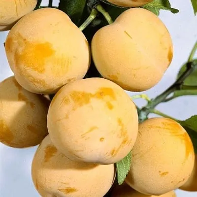 Слива РЕНКЛОД ранний в Краснодаре