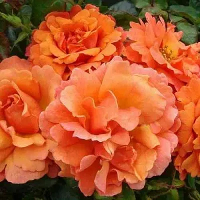 Саженцы роз БРИДЖ ОФ САЙЗ плетистая  Саженцы роз БРИДЖ ОФ САЙЗ плетистая в Краснодаре