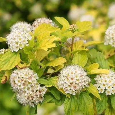 Пузыреплодник АНГЕЛ ГОЛД  Пузыреплодник АНГЕЛ ГОЛД в Краснодаре