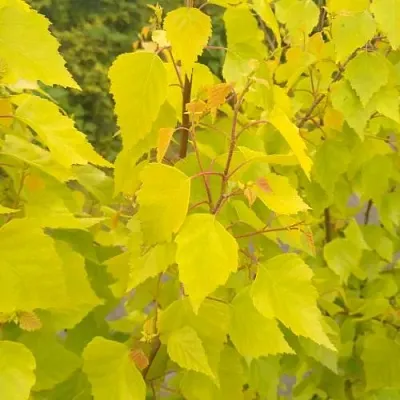 Берёза ГОЛДЕН ОБЕЛИСК повислая  в Краснодаре