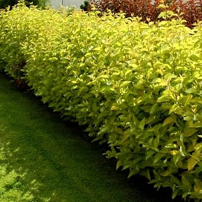 Комплект ДАРТС ГОЛД в Краснодаре