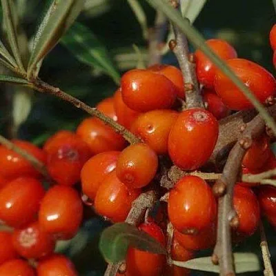 Облепиха ВОРОБЬЕВСКАЯ в Краснодаре