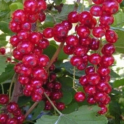 Смородина красная ПУРПУРНАЯ  Смородина красная ПУРПУРНАЯ в Краснодаре