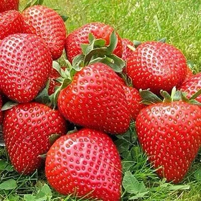 Клубника ЭЛИАНЕ  Клубника ЭЛИАНЕ в Краснодаре